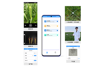 海西蒙古族藏族自治州小麦亩穗数分…